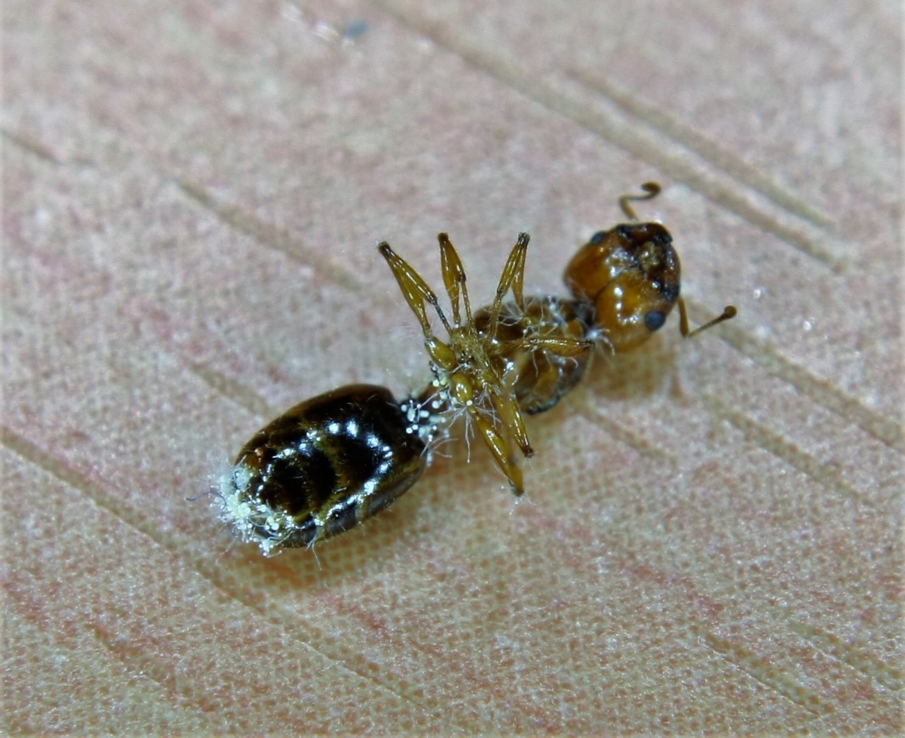 reina pheidole muerta hongos
