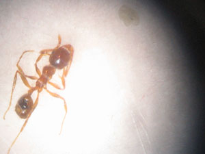 Pheidole obrera dani-1
