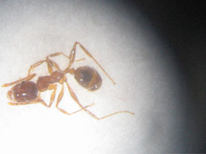 Pheidole obrera dani 2