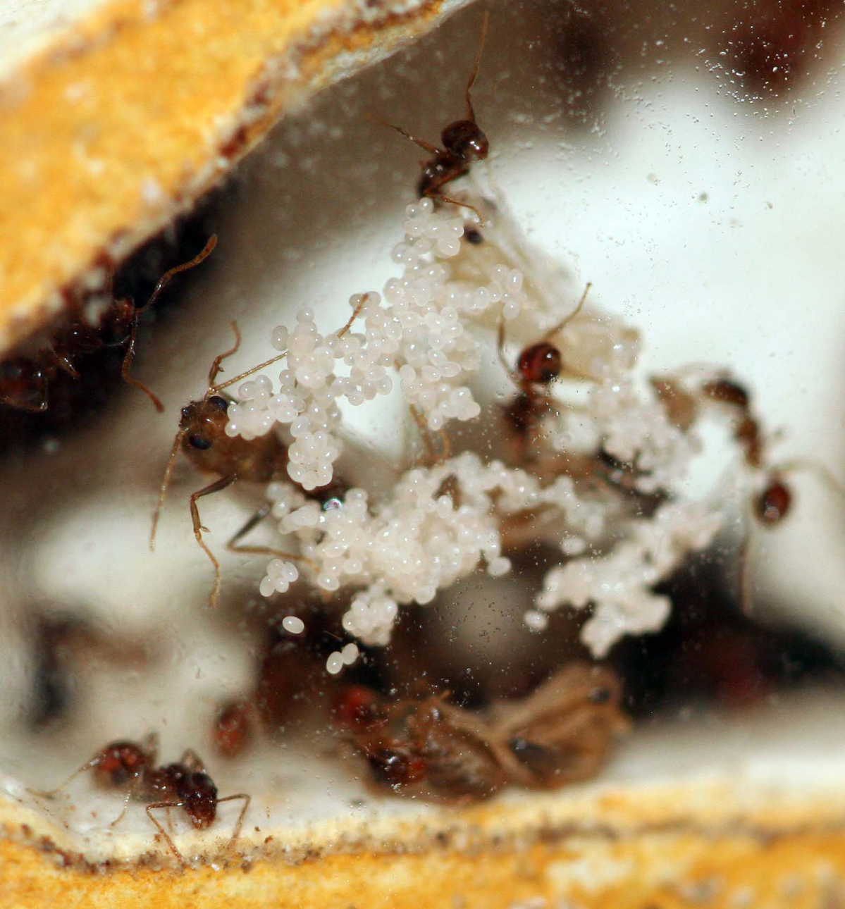 Alados Pheidole