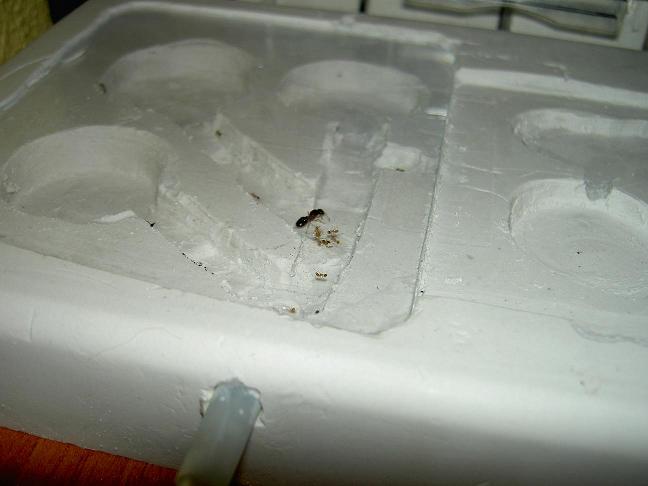 Pheidole pallidula en su casita de campo