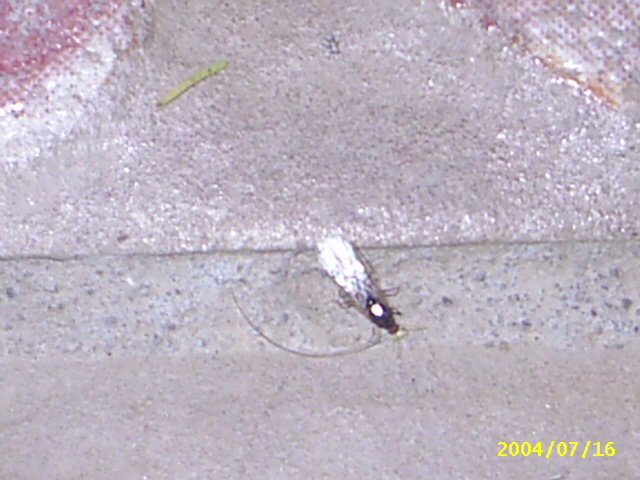 Macho tetramorium.