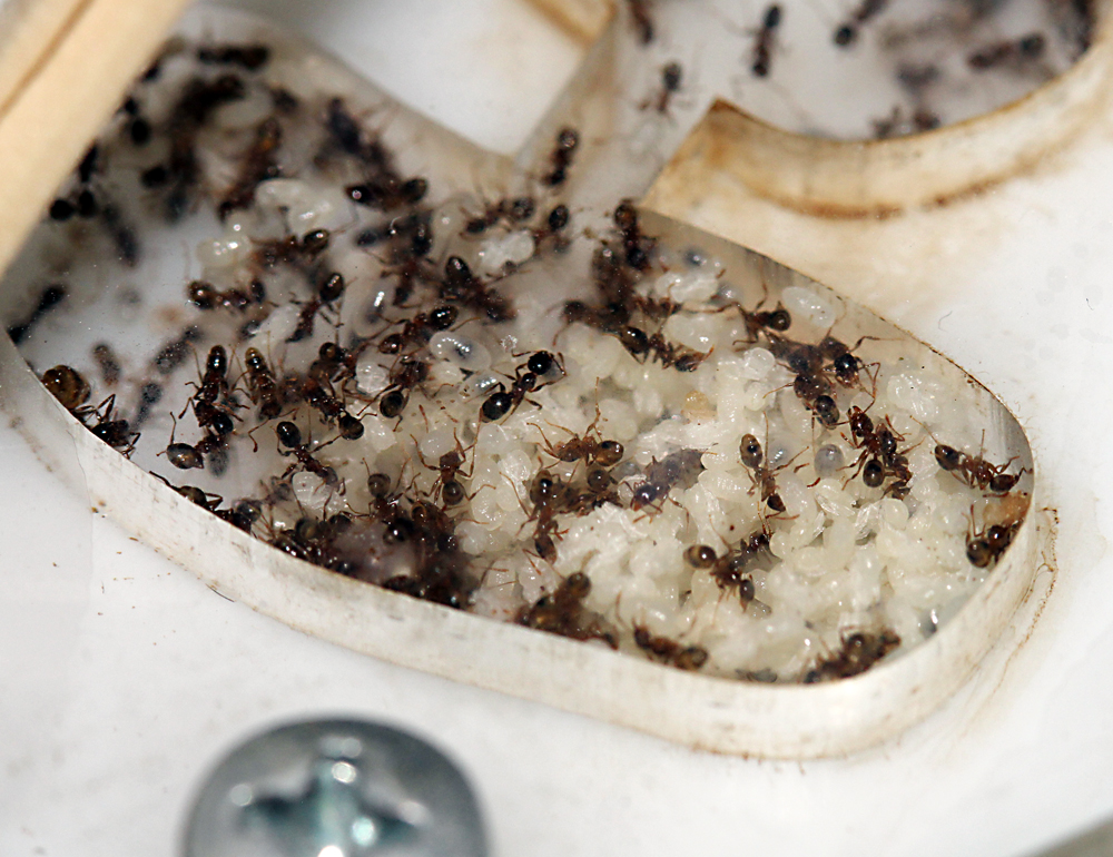 Pheidole en forrajeo comun