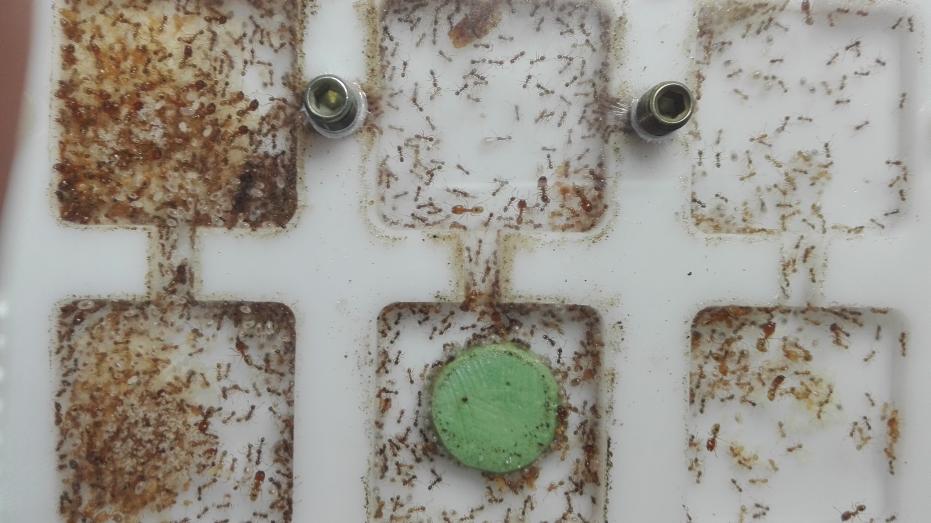 �Pheidole pallidula2!