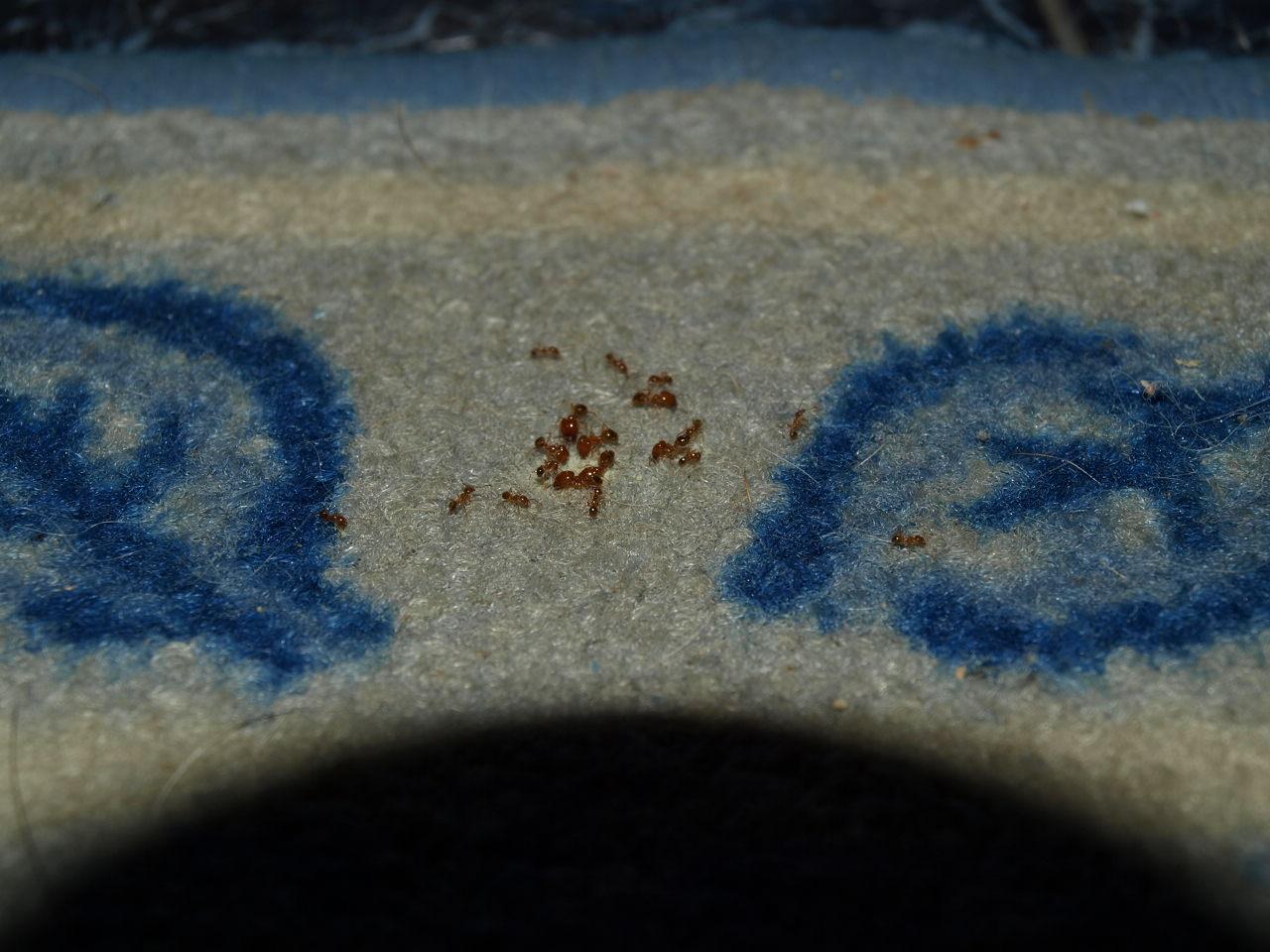 Pheidole come alfombra 02 Dodger