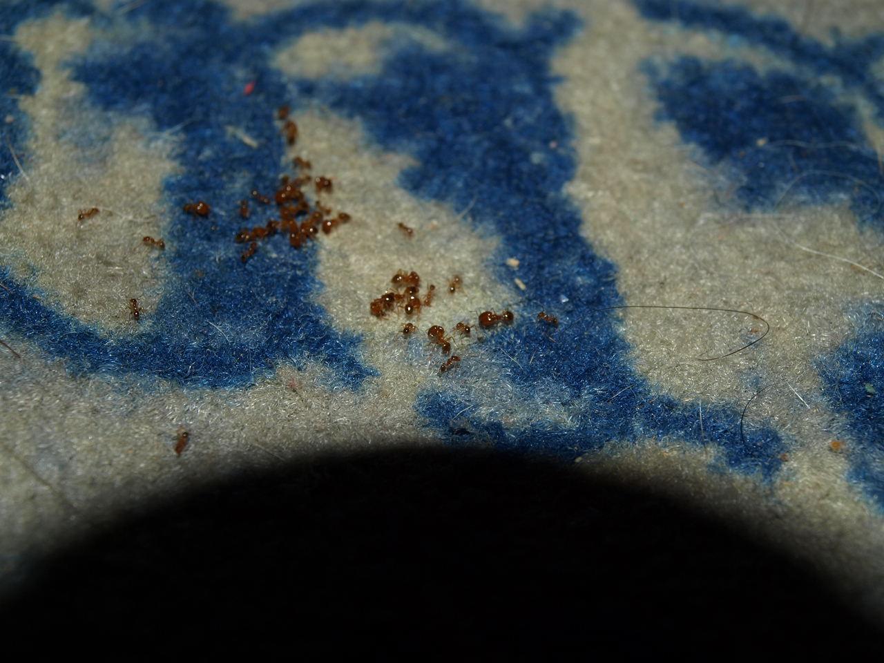 Pheidole come alfombra 03 Dodger