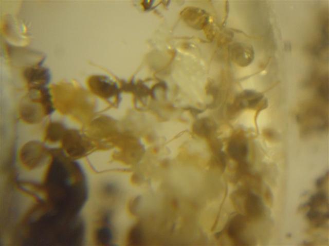 Cria de Pheidole