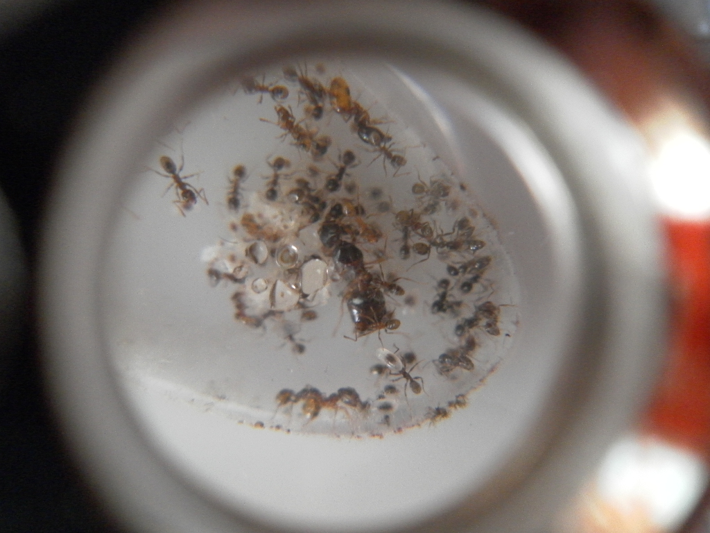 Darlatan pheidoles 1/2