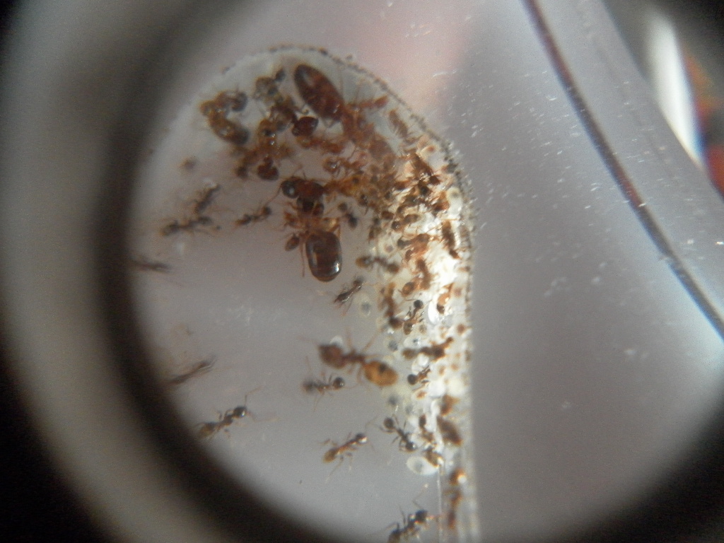 pheidole darlatan 10/2
