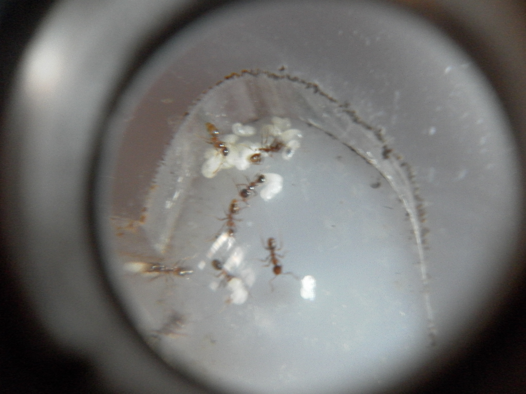 Pheidole Darlatan 21/2