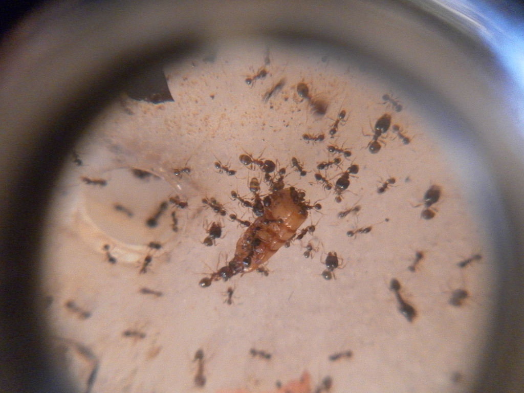 Pheidole darlatan comiendo