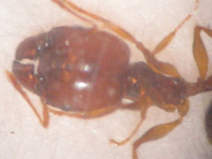 Pheidole soldado dani 1