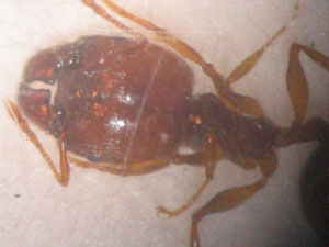 Pheidole soldado dani 3