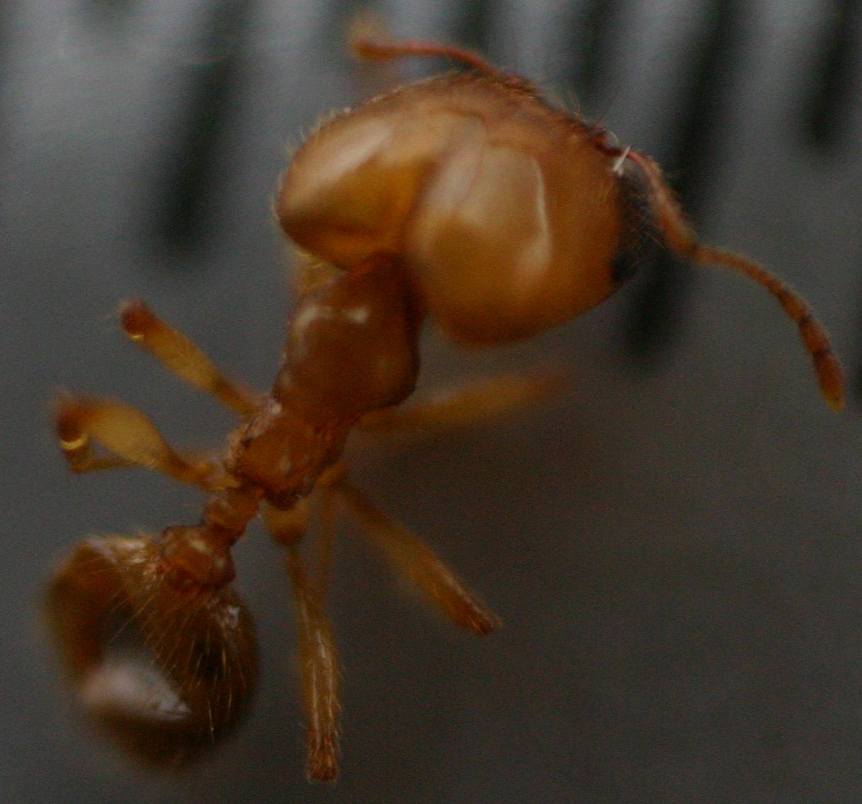 pruebas con objetivo invertido