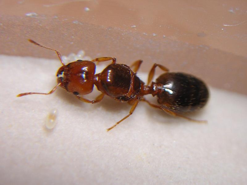 Reina P. pallidula