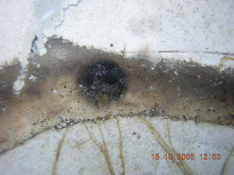 pheidole pallidula