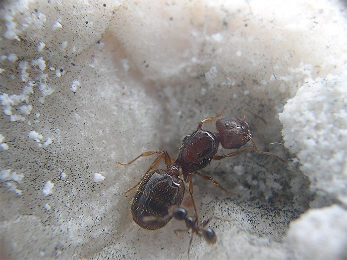 pheidole pallidula