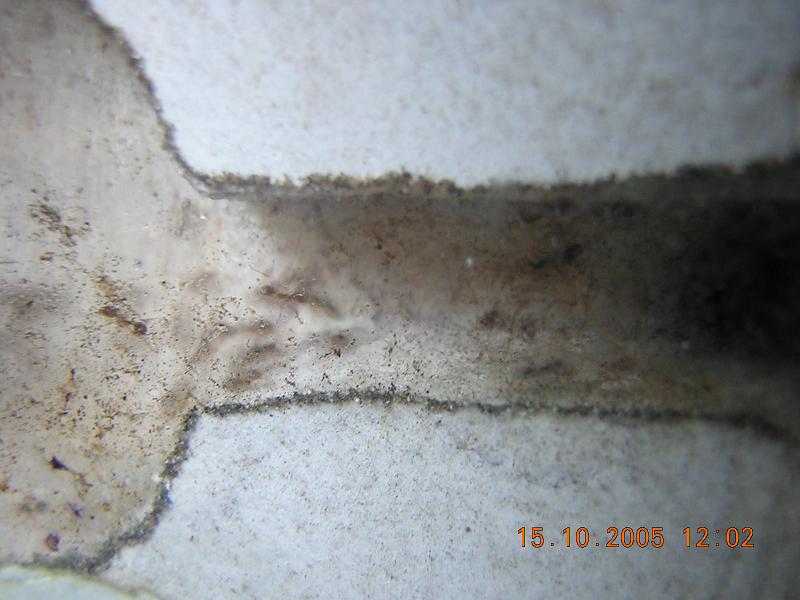 pheidole pallidula