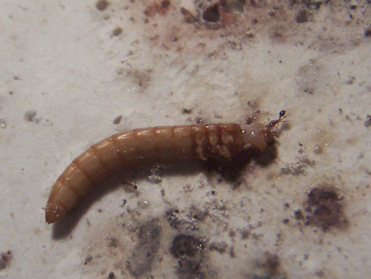 Pheidoles Pallidula guerreando con un tenebrio.