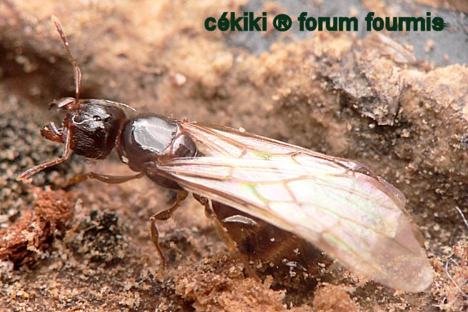 reina Pheidole pallidula