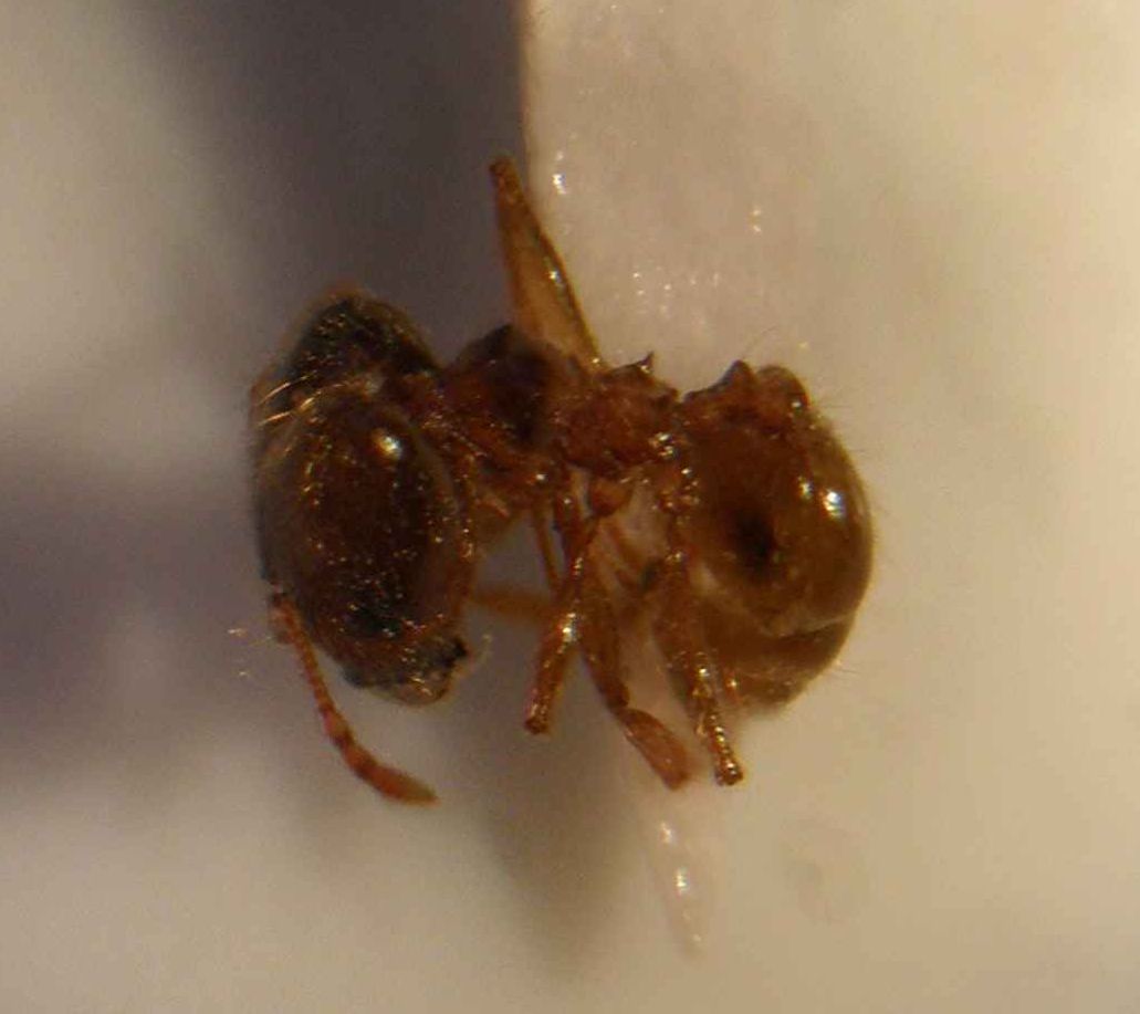 pheidole2