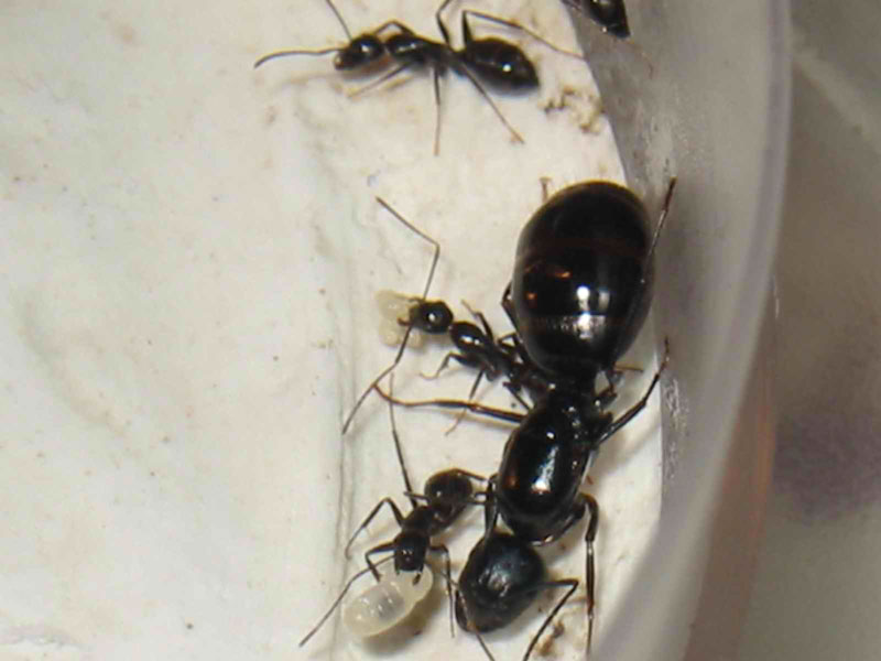 Camponotus aethiops