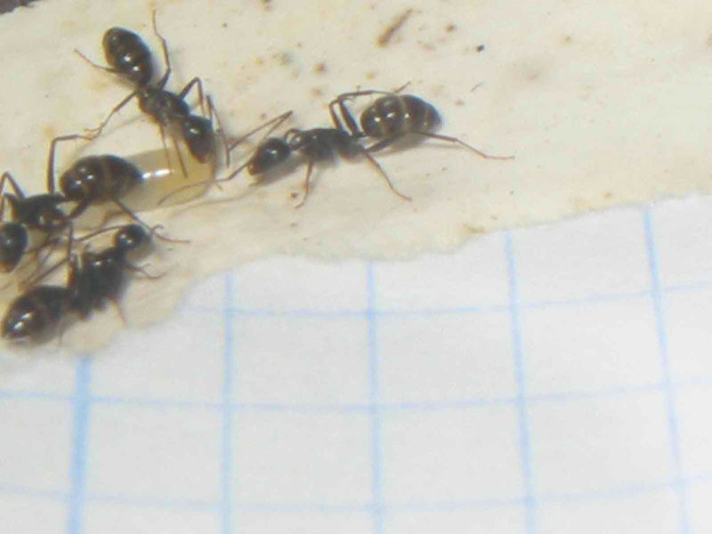 reina de aethiops
