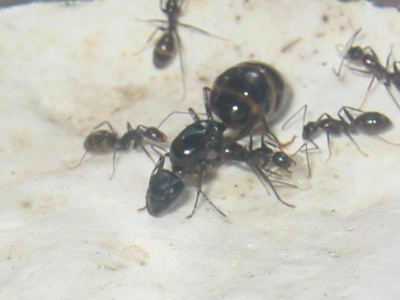 reina de aethiops