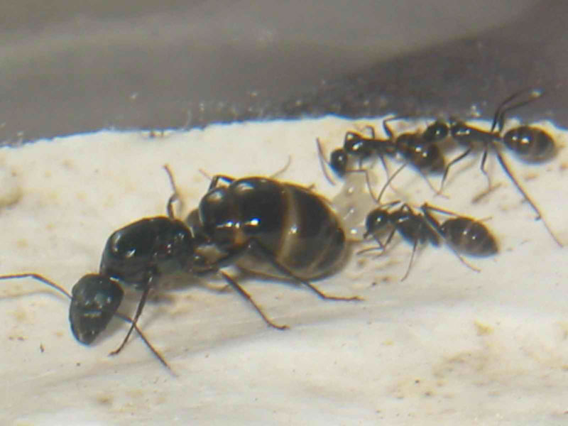 reina de aethiops