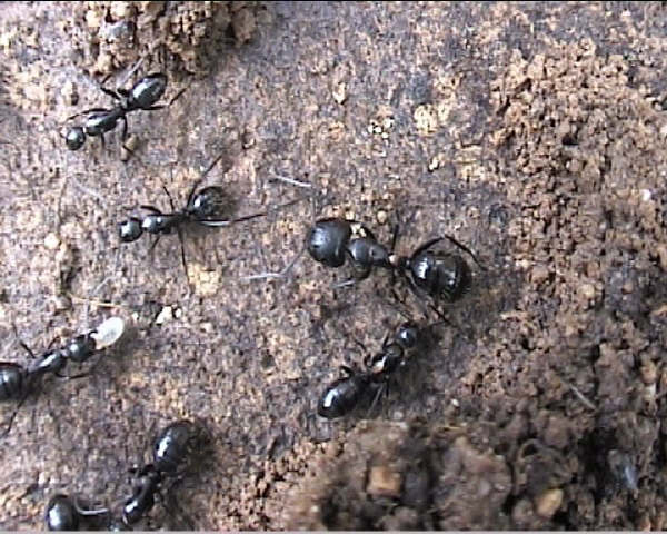 C. aethiops