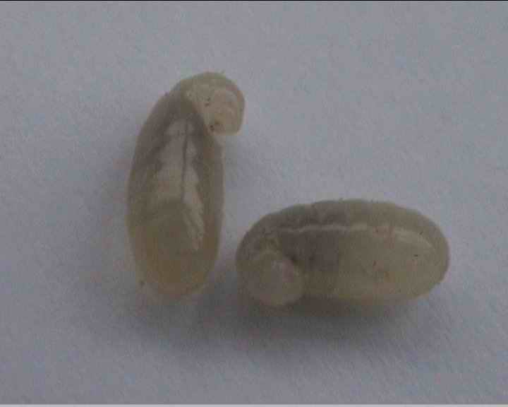 foto de 2 larvas
