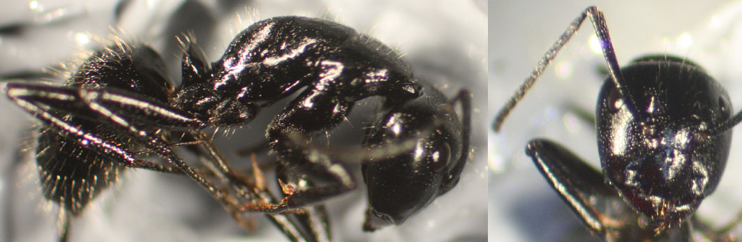 Camponotus-Almaz�n