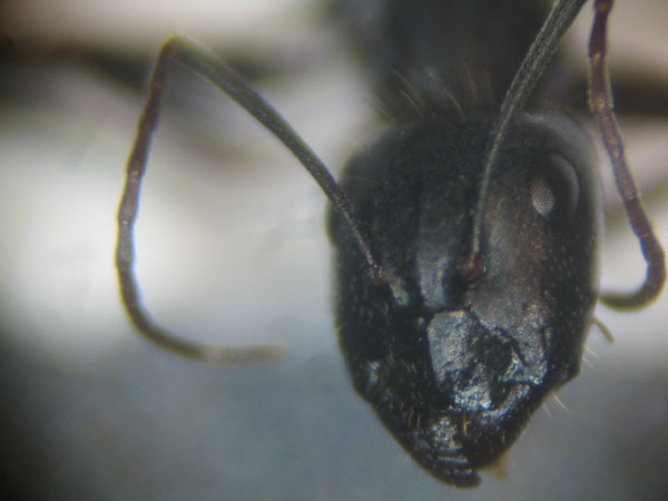 Camponotus_herculeanus_1