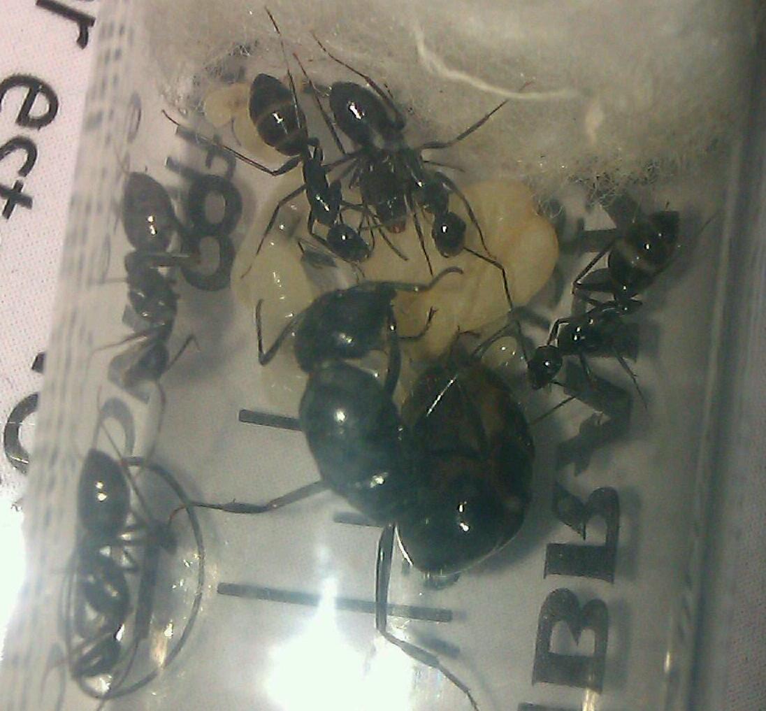 mis C.aethiops