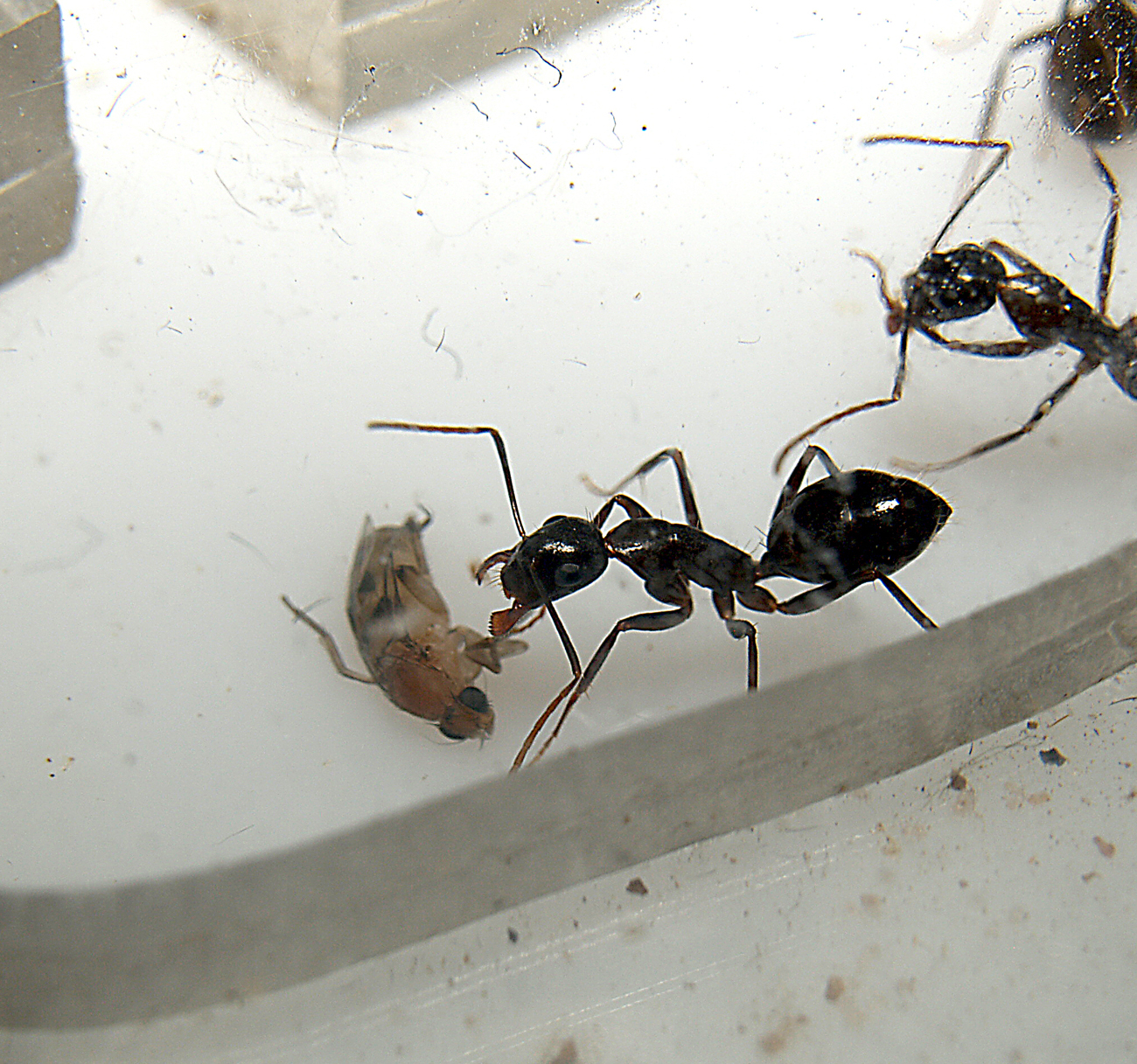 c.aethiops enfadada con su vida