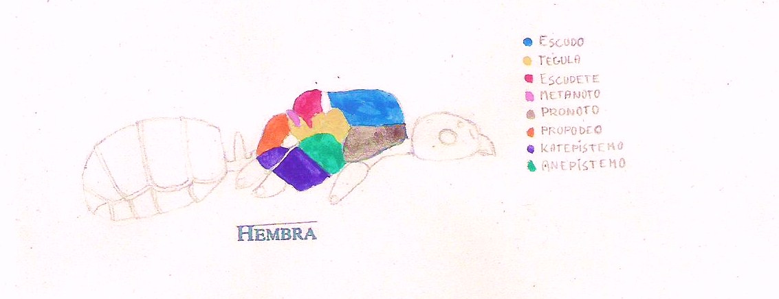 Camponotus aethiops, t�rax de la reina