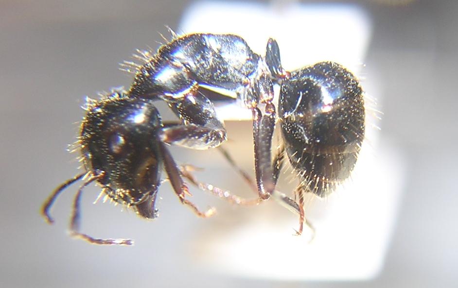 Camponotus aethiops?