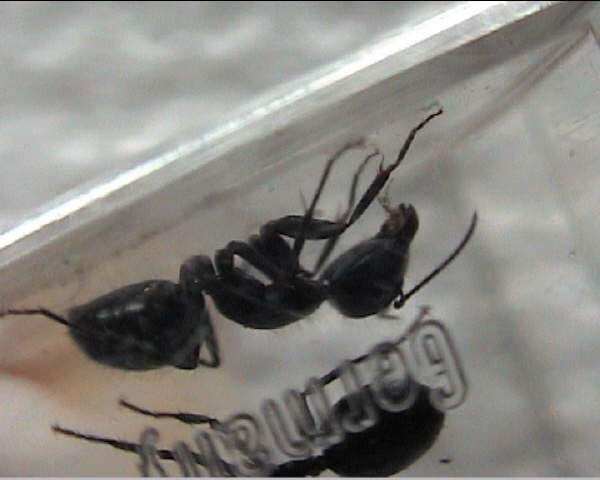 C. aethiops