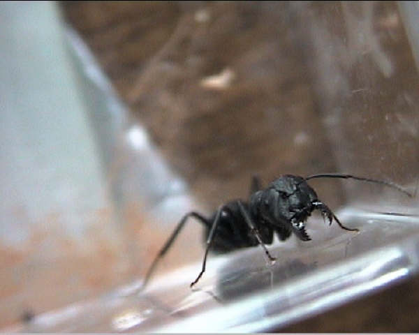 C. aethiops