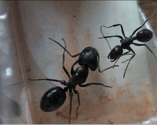 C. aethiops