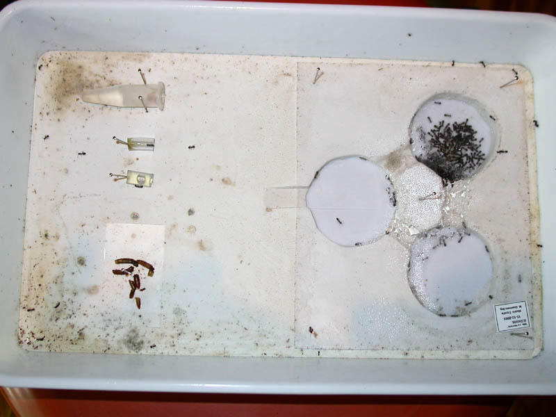 Homiguero bandeja