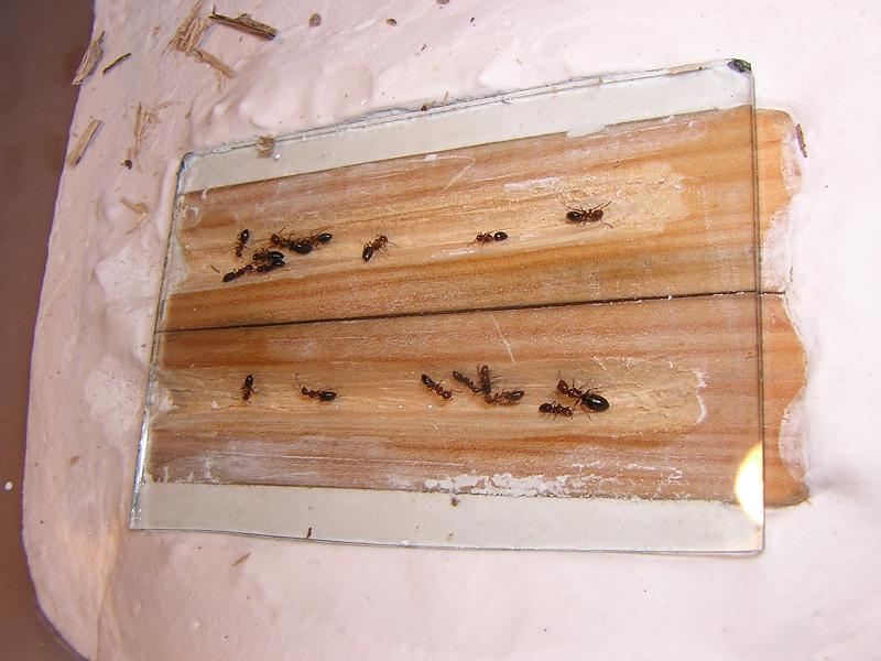 Hormiguero para Camponotus truncatus.