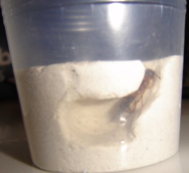 Hormiguero para reina en vaso de plastico