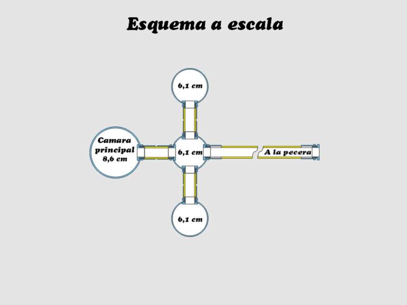 Hormiguero Acromyrmex #4