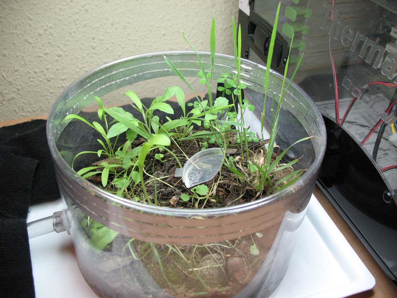 camara forrajeo plantada HORM MOD.