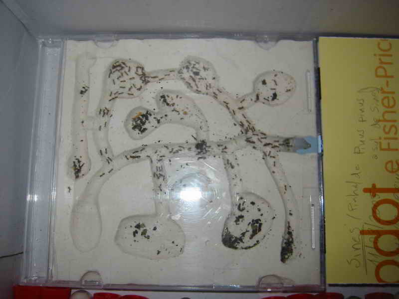 hormiguero cd de eduardo