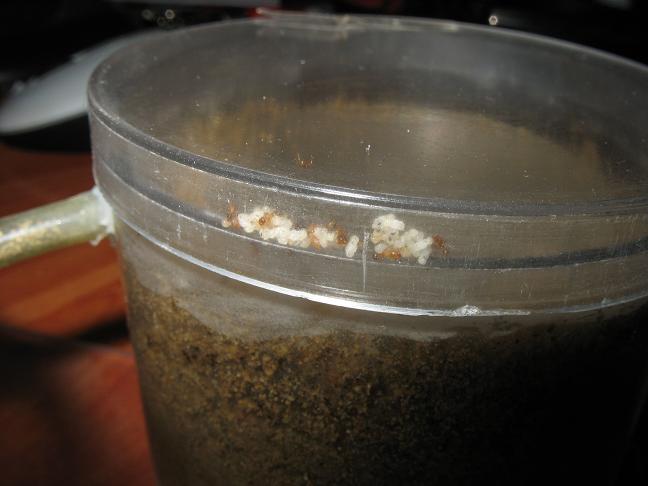 larvas