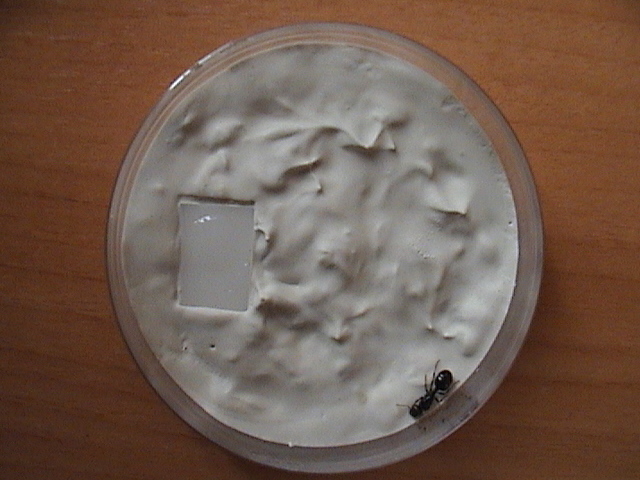 petri escayola superficie rugosa