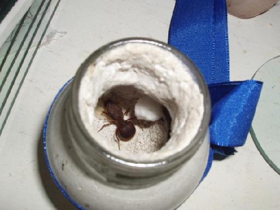 aristocrata