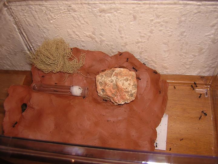 Bote de forrajeo para Messor.
